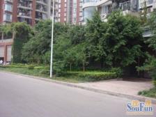 儿童公园旁 大平层 小区环境好 住家舒适 看房方便