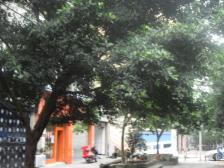 金佳小区 1室0厅 东南