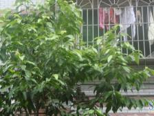 回兴 顺庆佳园三房45.5万