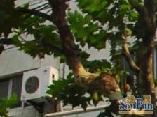 东边套-全明户型-南北通-精装修-采光好 楼梯房