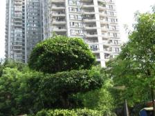 冉家坝 轻轨房 富悦大厦 正规大两房 60颗到手