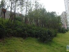 回兴 东衡槟城三房65万