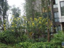 回兴 东衡槟城三房83万