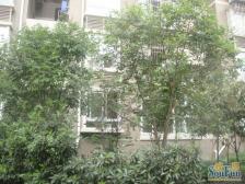 回兴 蓝色星空金牛座二房60万