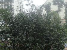 渝北精装三房!业主亏本30万!急售!急售!