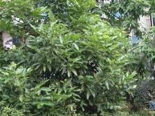 电梯三房,户型房子,采光通风好,业主诚心出售