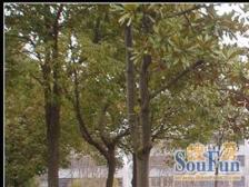 奉贤新城,近百联,近地铁,配套齐全,生活方便,