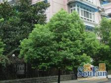 育秀双试验学屈,三开间朝南,4房全明低楼层
