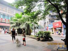 三峡广场旁,电梯房,户型方正,采光好