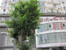 龙溪镇 日月潭大厦四房105万