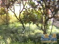 中原·双百花苑·1室·0厅