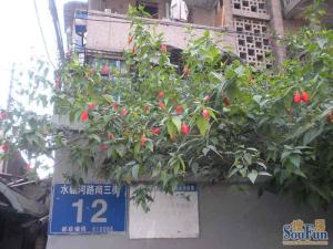 水碾河南三街18号2室1厅东南南