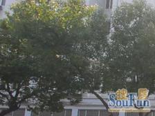 精装小洋房,交通便利,领包入住舒适度高