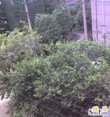 营通街99号2室1厅东南