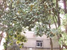 房子满五年,南北通透,出门地铁口