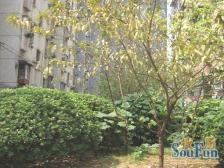 江铃梨园二区 南北通透,采光好 装修好,环镜优美 近地铁 视野好,诚心出售