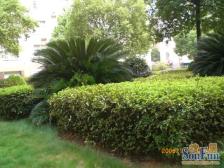 房型方正、正规居室、可以拎包入住、小区环境安静、前后视线好、