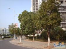 实际面积205平 东端户大五房 装修保养好