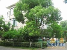 青浦区其他·上海威尼斯花园·4室·1厅