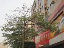 虎门华联大厦 带装修3房 户型好