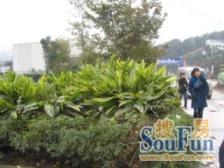 丽都锦城 2室2厅 南