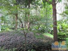 学林雅园 A区5房 全朝中庭 安静不吵 步行至重大200米