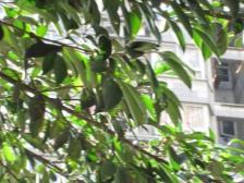 星瀚大厦 1室1厅 东南