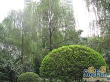 凤天路 升伟新民居三房115万