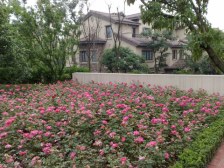 鸳鸯 龙湖蓝湖香颂四房650万