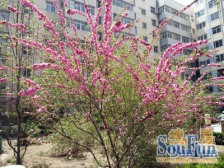 万达大润发 宁安小区49平一室一厅 居家好户型