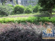 弹子石 阳光绿洲二房128万