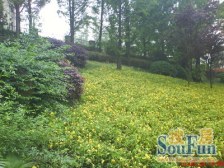 美利山的联排端户,花园120平,看公园,安静