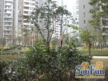 鲁能星城三街区 带权*制表 洋房诚意出售,装修好得很