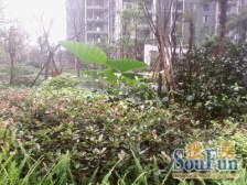 龙头寺鲁能星城八街区,装修两房 ,带晓初。