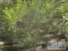 恒立百年经典 师大后门 环境优美 带院子 房东诚心