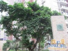 红旗河沟双轻轨 住家装修 商圈旁 单间配套 交通方便