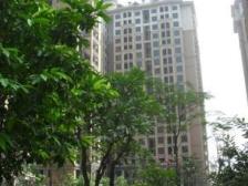 保利百合中高层3房2厅2卫,小区绿树成荫,安静舒适