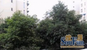 百盛苑二期3室2厅西南