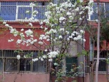 学府路 110中学教师楼三房65万