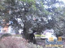 区域交通便利 环境优美····