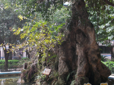 两路老城 名人山庄四房85.8万