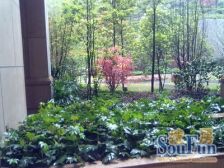 华润紫云府 清水两房 带外阳台 可自由装修