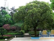 三峡广场 沙坪公园内二房