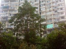 津都花园 1室1厅 南