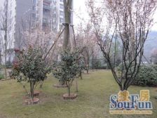 加州新牌坊 荣鼎国际三房105万