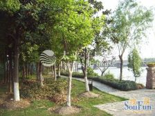 东方庭院(别墅) 3室2厅 南