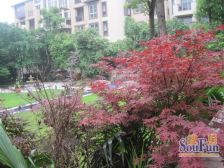 龙湖品质 人车分流 洋房社区 出门即公园