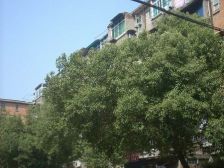 洪都大院三区 南北通透,采光好 视野好,诚心出售