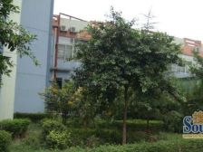 南桥寺 金洁南桥晓月三房79万