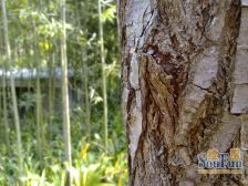 底跃大户型洋房带车位两层全采光带前后花园使用面积大